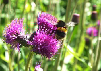 Bee Close-up