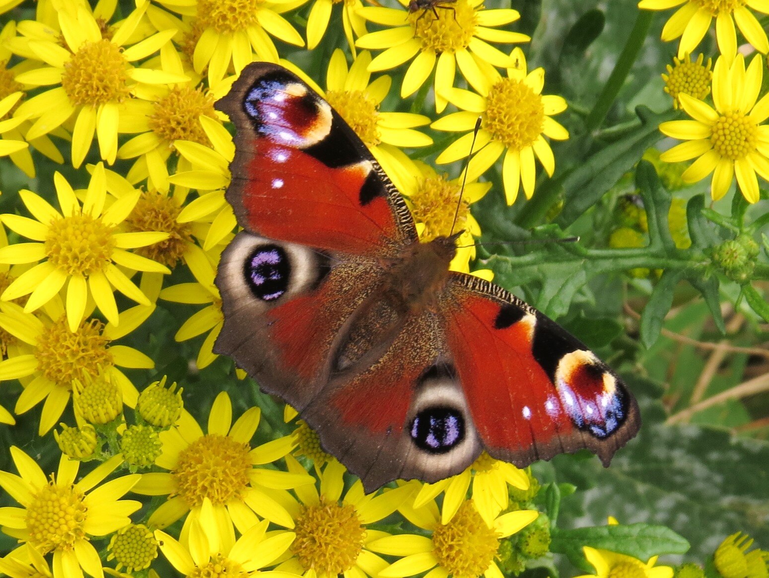 Peacock Butterfly_RT