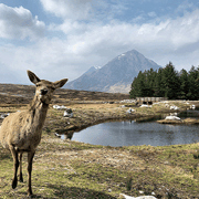 scottish highlands mountains in distance with curious deer close up