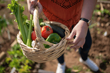 NESCAN hub member holding basket of community grown vegetables