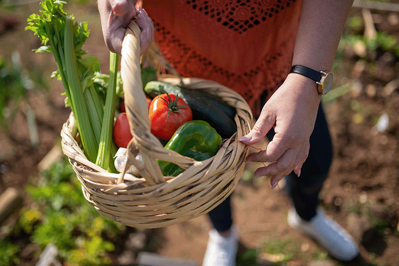 community garden member holding basket of vegetables