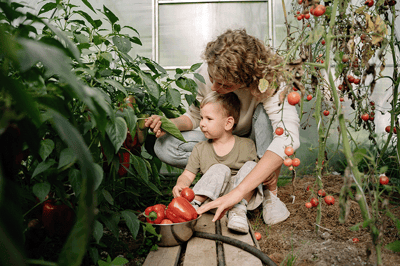 mother and toddler harvesting peppers and tomatoes from community greenhouse