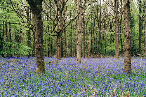 NESCAN woodland banchory wee forest