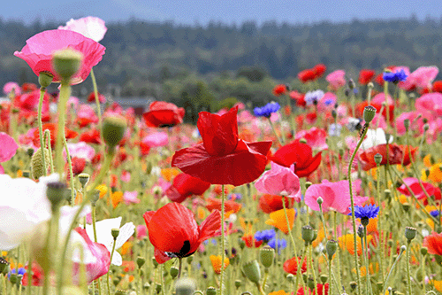 wild flower seed bombs nescan